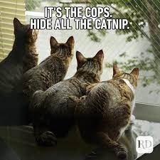 catnip